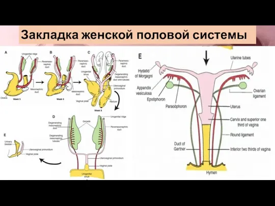 Закладка женской половой системы