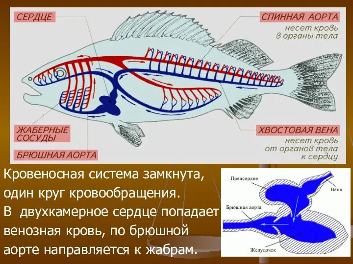 Кровеносная система замкнута, один круг кровообращения. В двухкамерное сердце попадает венозная кровь,