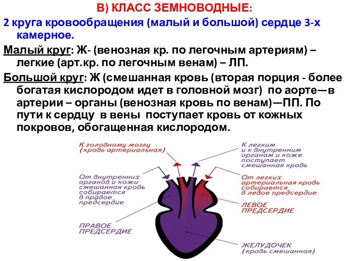 В) КЛАСС ЗЕМНОВОДНЫЕ: 2 круга кровообращения (малый и большой) сердце 3-х камерное.