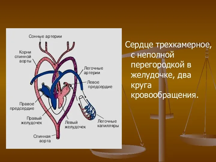 Сердце трехкамерное, с неполной перегородкой в желудочке, два круга кровообращения.