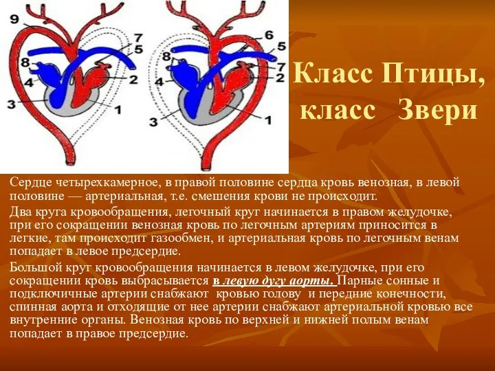Класс Птицы, класс Звери Сердце четырехкамерное, в правой половине сердца кровь венозная,