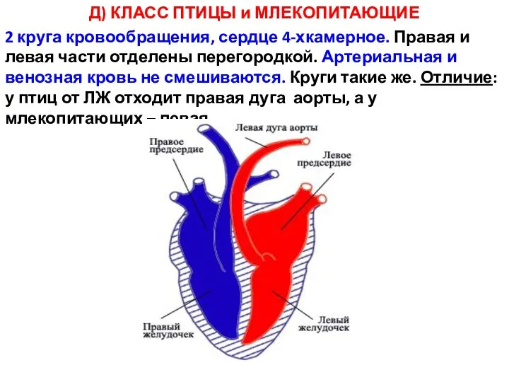 Д) КЛАСС ПТИЦЫ и МЛЕКОПИТАЮЩИЕ 2 круга кровообращения, сердце 4-хкамерное. Правая и