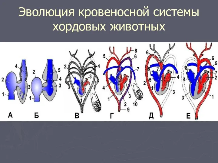 Эволюция кровеносной системы хордовых животных