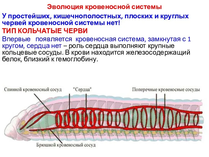 Эволюция кровеносной системы У простейших, кишечнополостных, плоских и круглых червей кровеносной системы