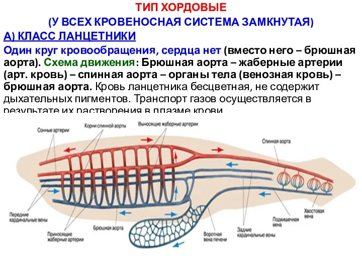 ТИП ХОРДОВЫЕ (У ВСЕХ КРОВЕНОСНАЯ СИСТЕМА ЗАМКНУТАЯ) А) КЛАСС ЛАНЦЕТНИКИ Один круг