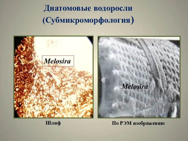Диатомовые водоросли (Субмикроморфология) Шлиф Melosira Melosira По РЭМ изображению
