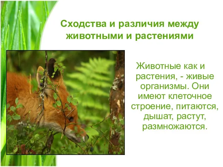 Сходства и различия между животными и растениями Животные как и растения, -