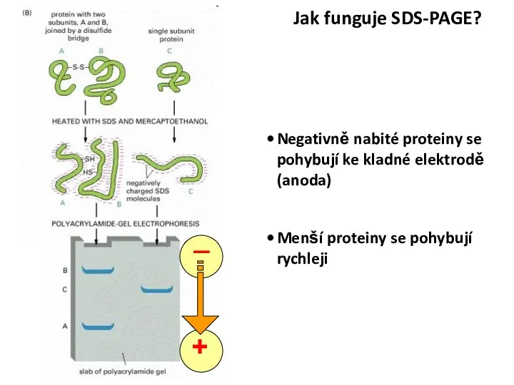 Negativně nabité proteiny se pohybují ke kladné elektrodě (anoda) Menší proteiny se