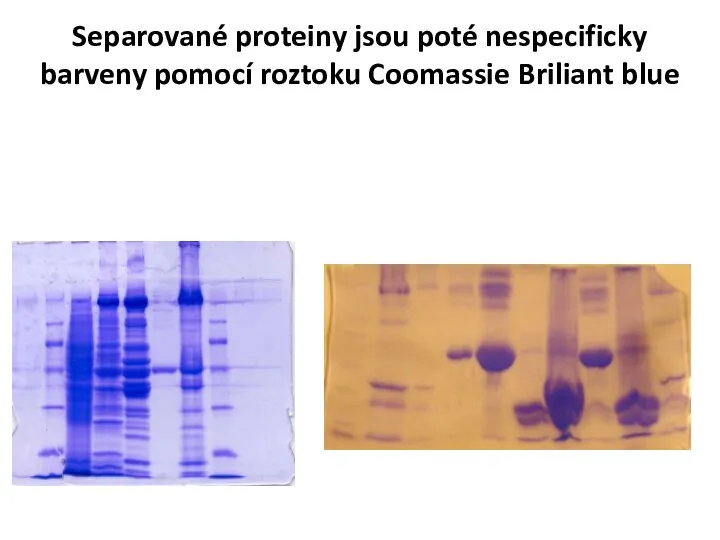 Separované proteiny jsou poté nespecificky barveny pomocí roztoku Coomassie Briliant blue