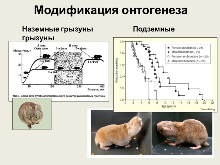 Модификация онтогенеза Наземные грызуны Подземные грызуны