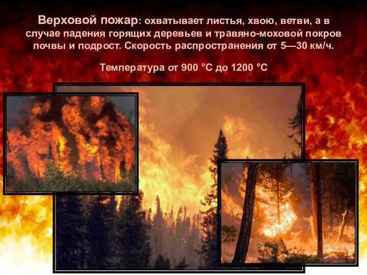 Верховой пожар: охватывает листья, хвою, ветви, а в случае падения горящих деревьев