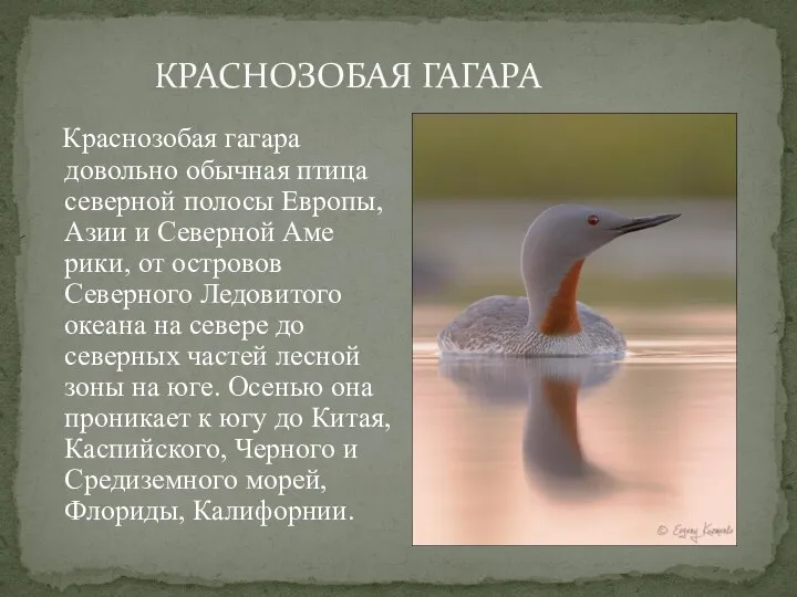 Краснозобая гагара довольно обычная птица северной полосы Европы, Азии и Северной Аме­рики,