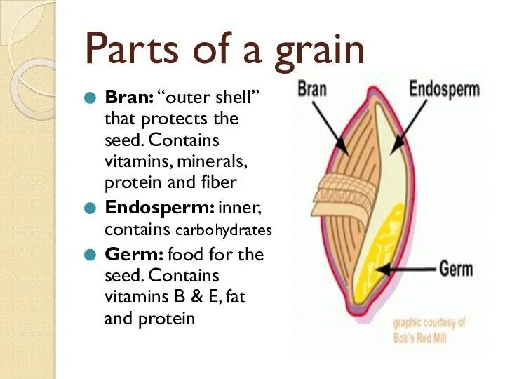Parts of a grain Bran: “outer shell” that protects the seed. Contains