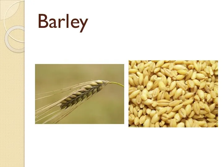 Barley