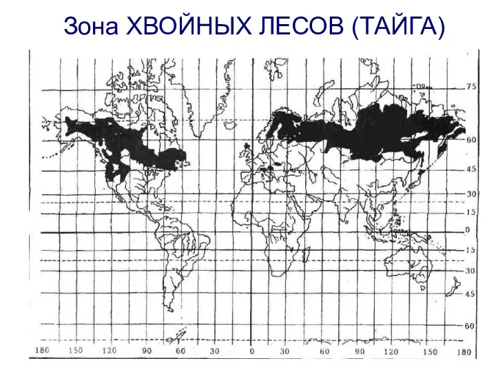 Зона ХВОЙНЫХ ЛЕСОВ (ТАЙГА)