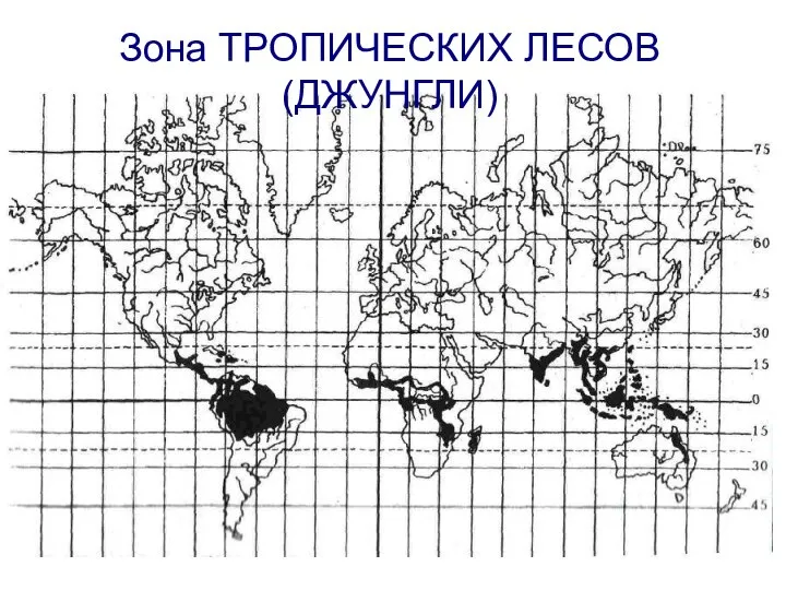 Зона ТРОПИЧЕСКИХ ЛЕСОВ (ДЖУНГЛИ)