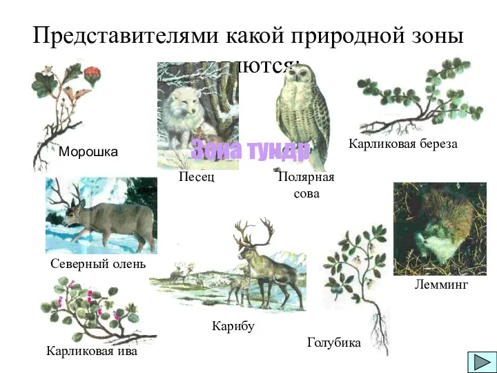 Карликовая береза Карликовая ива Голубика Представителями какой природной зоны являются: Карибу Песец