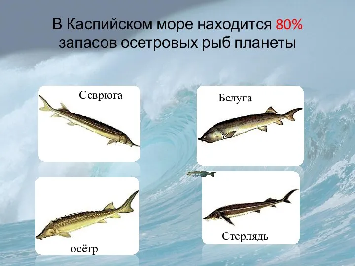 В Каспийском море находится 80% запасов осетровых рыб планеты Белуга Севрюга Стерлядь осётр