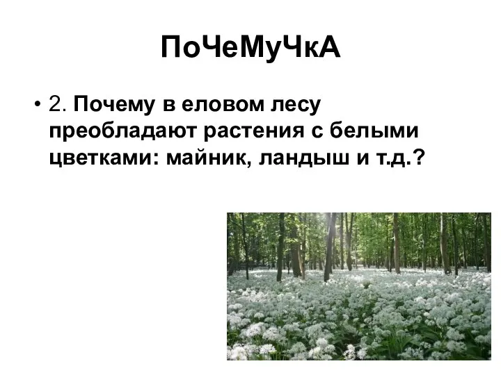 ПоЧеМуЧкА 2. Почему в еловом лесу преобладают растения с белыми цветками: майник, ландыш и т.д.?