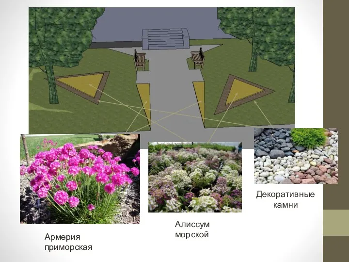 Армерия приморская Алиссум морской Декоративные камни