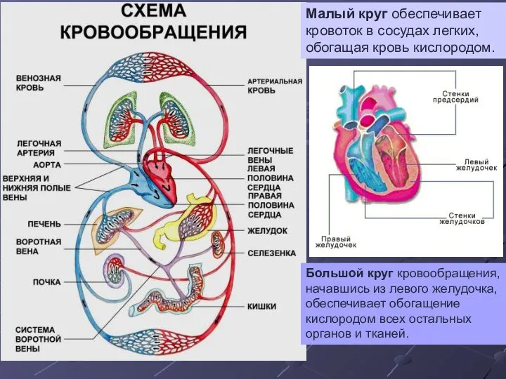 Малый круг обеспечивает кровоток в сосудах легких, обогащая кровь кислородом. Большой круг