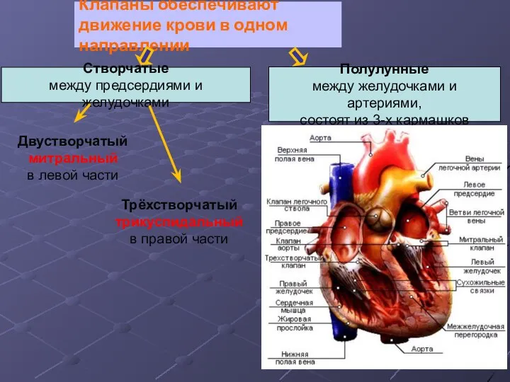 Клапаны обеспечивают движение крови в одном направлении Створчатые между предсердиями и желудочками