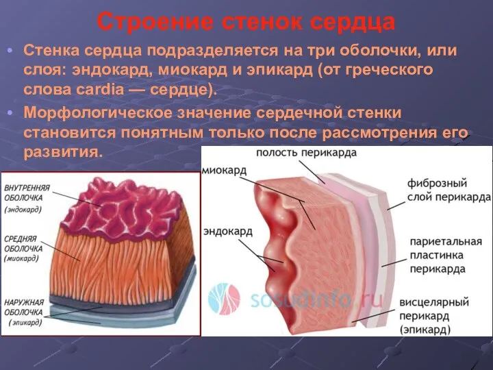 Строение стенок сердца Стенка сердца подразделяется на три оболочки, или слоя: эндокард,