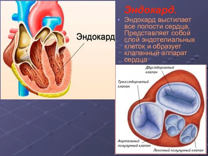 Эндокард. Эндокард выстилает все полости сердца. Представляет собой слой эндотелиальных клеток и образует клапанный аппарат сердца