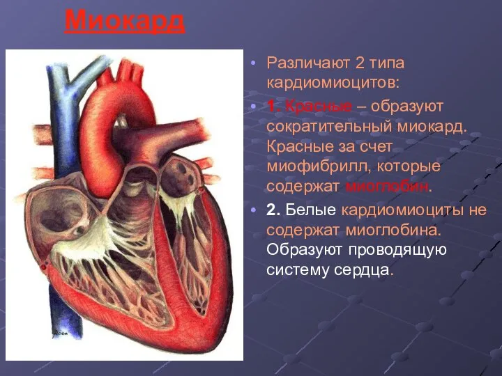 Миокард Различают 2 типа кардиомиоцитов: 1. Красные – образуют сократительный миокард. Красные