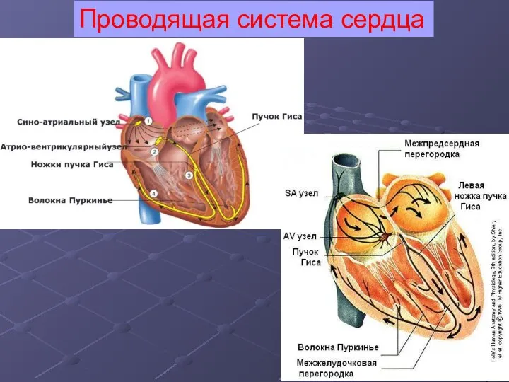 Проводящая система сердца