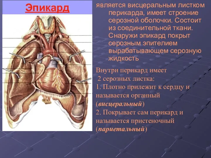 Эпикард является висцеральным листком перикарда, имеет строение серозной оболочки. Состоит из соединительной