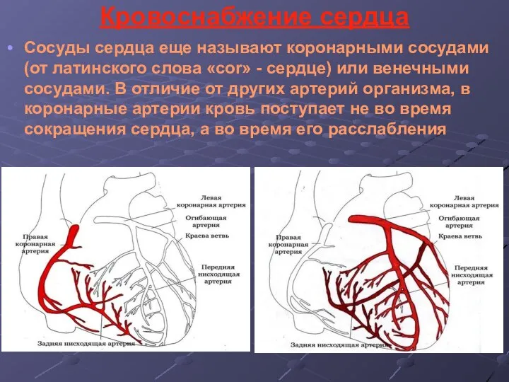 Кровоснабжение сердца Сосуды сердца еще называют коронарными сосудами (от латинского слова «cor»