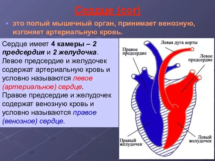 Сердце (cor) это полый мышечный орган, принимает венозную, изгоняет артериальную кровь. Сердце