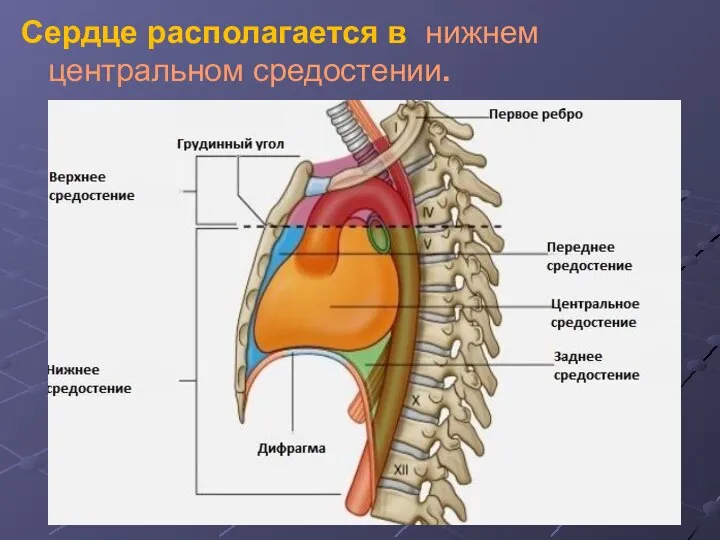 Сердце располагается в нижнем центральном средостении.