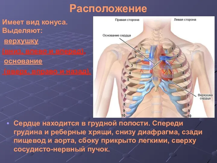 Расположение Сердце находится в грудной полости. Спереди грудина и реберные хрящи, снизу