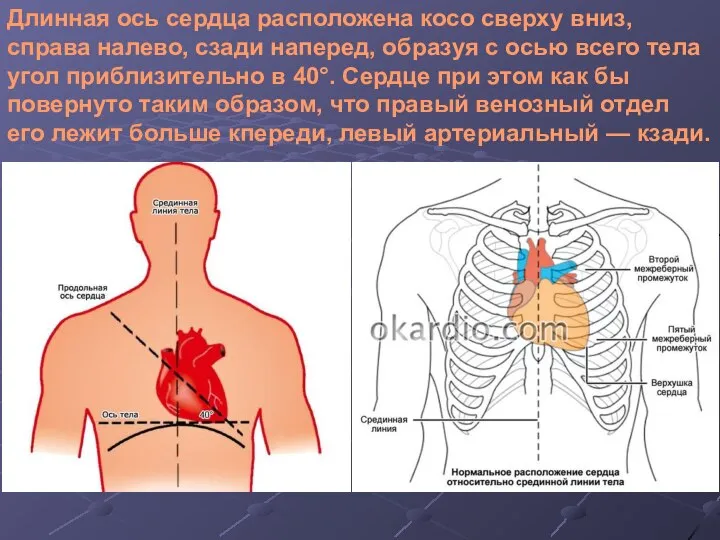 Длинная ось сердца расположена косо сверху вниз, справа налево, сзади наперед, образуя
