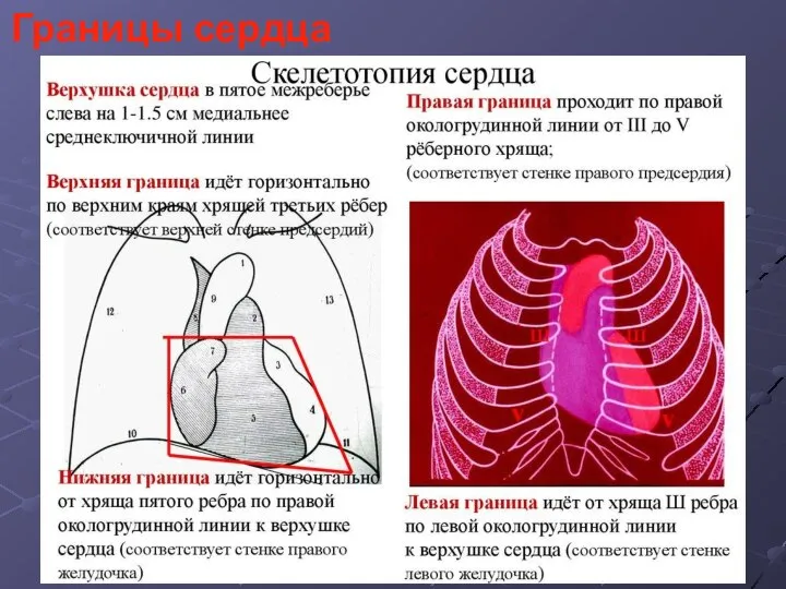 Границы сердца