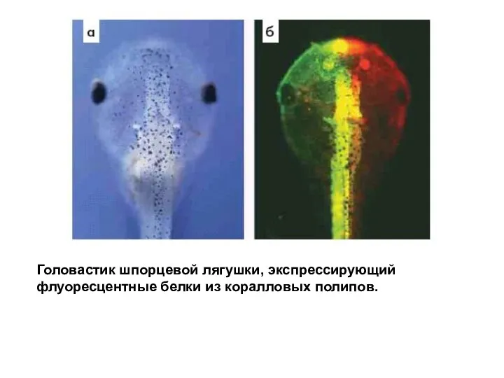 Головастик шпорцевой лягушки, экспрессирующий флуоресцентные белки из коралловых полипов.