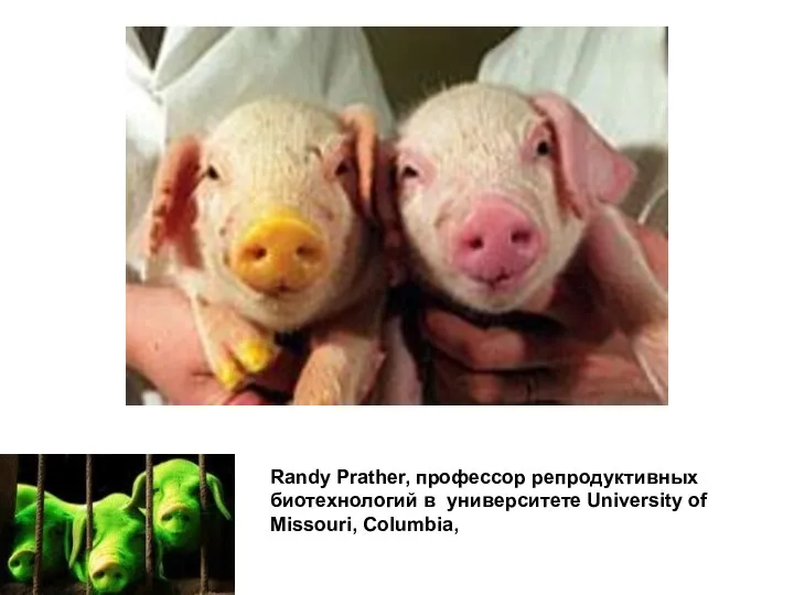 Randy Prather, профессор репродуктивных биотехнологий в университете University of Missouri, Columbia,