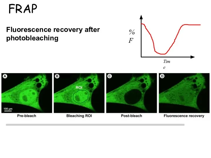 FRAP Time %F Fluorescence recovery after photobleaching