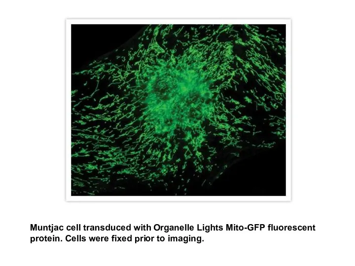 Muntjac cell transduced with Organelle Lights Mito-GFP fluorescent protein. Cells were fixed prior to imaging.