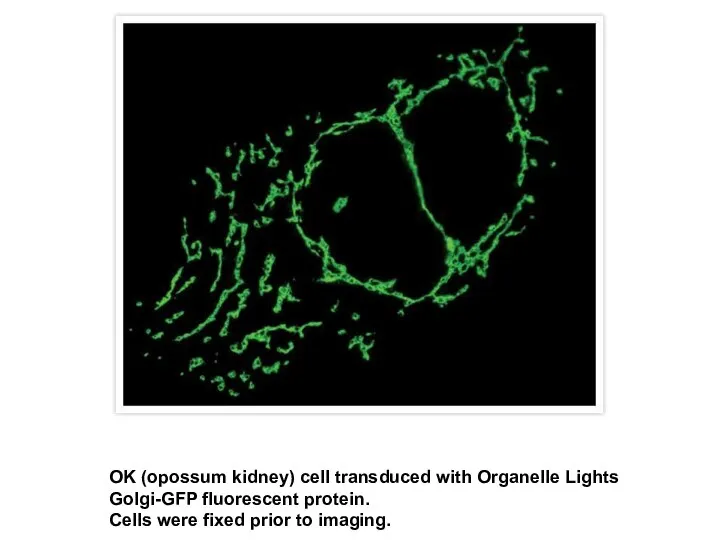 OK (opossum kidney) cell transduced with Organelle Lights Golgi-GFP fluorescent protein. Cells