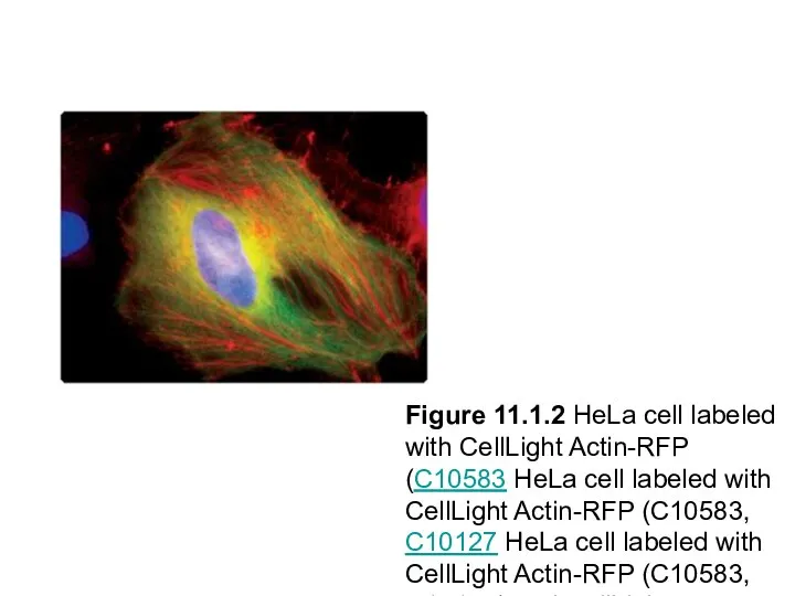 Figure 11.1.2 HeLa cell labeled with CellLight Actin-RFP (C10583 HeLa cell labeled