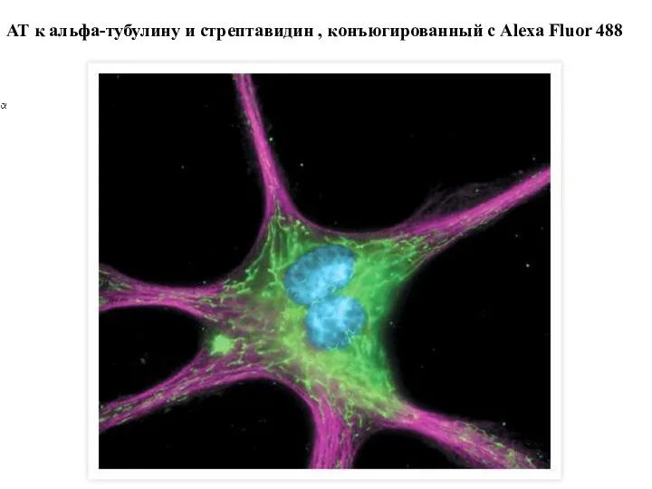 АТ к альфа-тубулину и стрептавидин , конъюгированный с Alexa Fluor 488