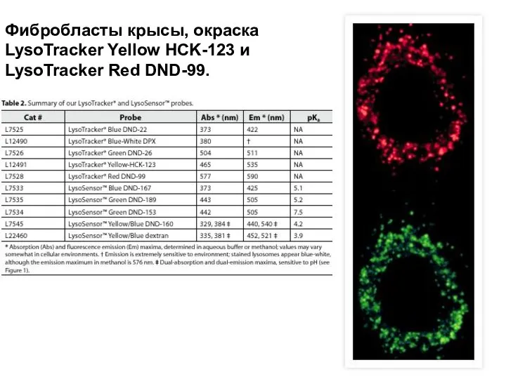Фибробласты крысы, окраска LysoTracker Yellow HCK-123 и LysoTracker Red DND-99.