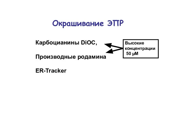 Окрашивание ЭПР Карбоцианины DiOC, Производные родамина ER-Tracker Высокие концентрации 50 µM