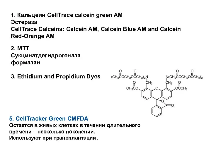 1. Кальцеин CellTrace calcein green AM Эстераза CellTrace Calceins: Calcein AM, Calcein