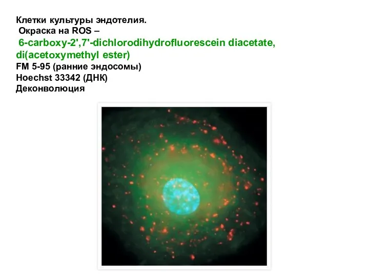 Клетки культуры эндотелия. Окраска на ROS – 6-carboxy-2',7'-dichlorodihydrofluorescein diacetate, di(acetoxymethyl ester) FM