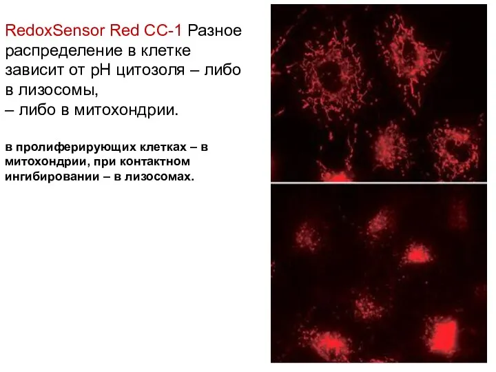 RedoxSensor Red CC-1 Разное распределение в клетке зависит от рН цитозоля –