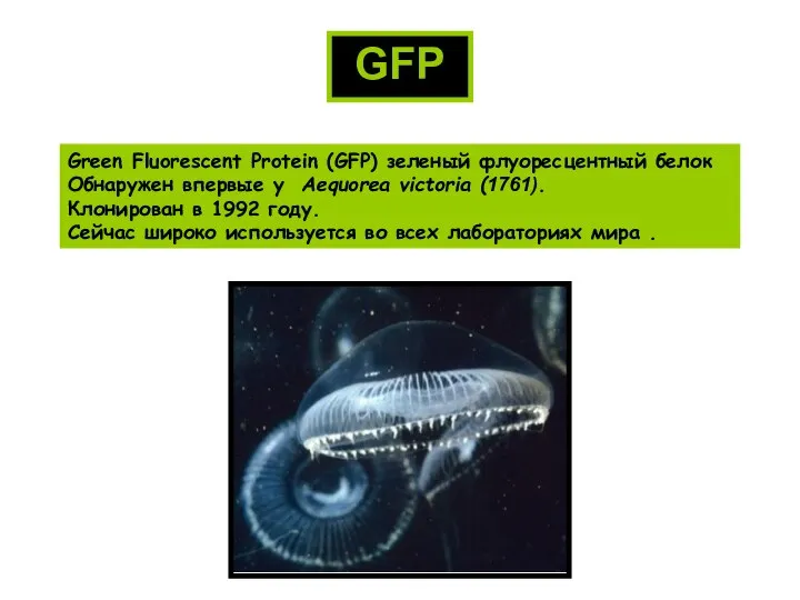 Green Fluorescent Protein (GFP) зеленый флуоресцентный белок Обнаружен впервые у Aequorea victoria
